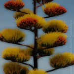 agave_americana