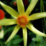 yellow_star